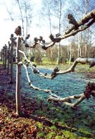 Gros plan de tilleuls blanchis formant une limite dans le jardin d'hiver