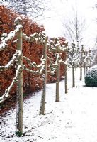 Tilleuls blanchis formant limite dans le jardin d'hiver soutenu par Fagus - Haie de hêtres