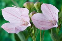 Platycodon grandiflorus 'Fuji Pink' - Fleur de ballon, juillet