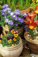 Bulbes de printemps nains et altos dans des pots en terre cuite. Tulipa 'Scarlet Baby' avec anémone blanda bleue calée avec des brindilles de cornouiller jaune et alto 'Royal Sovereign'