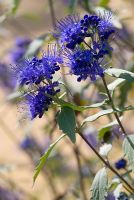 Caryopteris x clandonensis 'Longwood Blue'