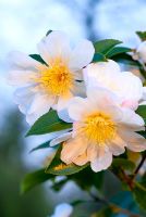 Camellia sasanqua 'Narumigata' - Fleur de thé de montagne, floraison en décembre