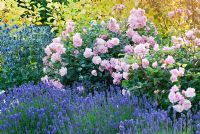 Rosa 'Felicia', Eryngium 'Big Blue', Lavandula angustifolia 'Lavenite Petite', Dianthus 'Mrs Sinkins', Cornus alba 'Aurea' - The Fragrant Garden, Bressingham Gardens, Norfolk