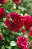 David Austin Rosa 'Darcey Bussell' est un arbuste compact, buissonnant, épineux, à feuilles caduques avec des feuilles ovales, vert foncé et des fleurs parfumées, doubles, rouge foncé