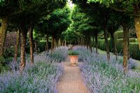 Promenade de la licorne - Robinia pseudoacacia 'Umbraculifera' avec Nepeta 'Six Hills Giant' au Cothay Manor, Greenham, Somerset