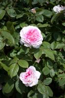 Rosa 'James Galway'