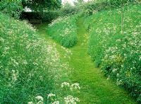 Un chemin d'herbe fauché à travers un dell d'Anthriscus sylvestris à Wyken Hall, Suffolk