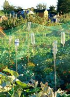 Choux et germes de brocoli protégés par des filets et plantés de compagnons, soucis français pour dissuader les pucerons