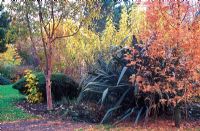 Parterre d'automne à BlueBell Arboretum en novembre - Betula albosinensis 'Chinese Garden', Phormium tenax 'Atropurpureum', Flax Lily et Metasequoia glyptostroboides 'Gold Rush'