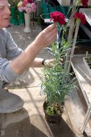Recherche de boutures adaptées sur Dianthus - Plante oeillet en serre