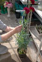 Recherche de boutures adaptées sur Dianthus - Plante oeillet en serre