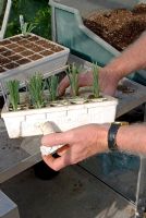 Utilisation d'un dispositif en polystyrène fait maison pour repousser individuellement les boutures de Dianthus enracinées du plateau de propagation en serre