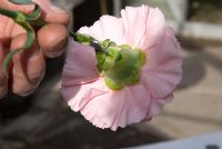 Montrant Dianthus - En regardant le dessous d'une fleur de Dianthus pour voir si les pétales se chevauchent
