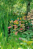 Candélabre Primula et Rodgersia dans un jardin boisé ombragé - Orge, Hants