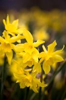 Narcissus odorus rugulosa