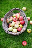 Pommes récoltées et exceptionnelles