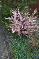 Prunus triloba en parterre de jardin avant étroit avec Vinca minor