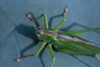 Cricket de brousse, sur Agave americana