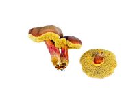 Boletus rubellus, un champignon rare trouvé dans les bois en Grande-Bretagne.