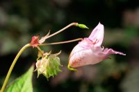 Impatiens glandulifera - Gousses de fleurs et de graines en développement de baumier de l'Himalaya