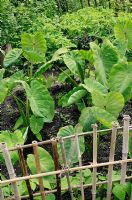 Colocasia esculenta - Dasheen, une variété de Taro, de plus en plus à l'Eden Project