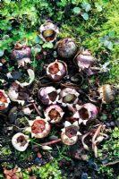 Faire éclater les gousses de graines répandre des graines parmi les boutons floraux émergents de Cyclamen hederifolium