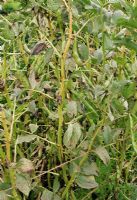 Botrytis fabae - Maladie fongique du chocolat affectant les feuilles, les tiges et les gousses de fèves