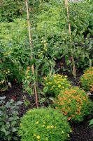Tomates d'extérieur avec Tagetes plantées à l'avant pour attirer les insectes utiles et dissuader les aleurodes