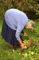 Leonie Woolhouse cueillant des pommes exceptionnelles dans son jardin, propriétaire de la vieille maison du soleil, Wymondham, Norfolk, NGS