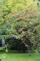 Sorbus sargentiana - Sargents Rowan au début d'octobre - The Old Sun House, Wymondham, Norfolk, NGS