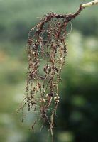 Vicia faba - Racines de haricots larges montrant des nodules contenant des bactéries fixatrices d'azote