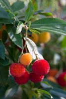 Arbutus unedo 'Elfin King' fruit en automne