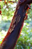 Acer griseum - Paper Bark Maple