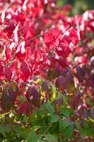 Feuillage et baies d'Euonymus alatus en automne