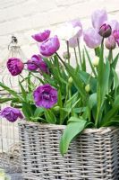 Tulipes dans un panier en osier - Tulipa 'Blue Diamond', T. 'Candy Prince' et T. 'Mount Tacoma'