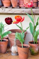 Tulipes exposées dans des pots en terre cuite en serre - Tulipes perroquet 'Fantasy'