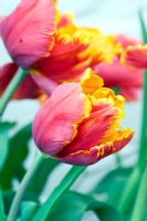 Parrot Tulipa 'Orange Favorite'