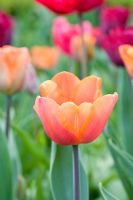 Tulipa 'Elite d'Apeldoorn'