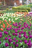 Parterre de printemps avec tulipes en potager formel - Tulipa 'Passionale', Spring Green et 'Gavota'