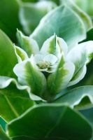 Euphorbia marginata 'Summer Icicle' - Euphorbe, également connu sous le nom de mauvaises herbes fantômes ou neige sur la montagne