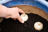 Planter des jacinthes et des bulbes de muscari dans un pot à moitié rempli