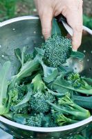 Récolte du brocoli