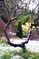 Branches de vieil arbre forment un cadre - Court Lane Farm, Wiltshire