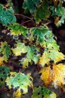 Rhytisma acerinum sur Acer pseudoplatanus 'Purpureum' - lésions de la tache goudronneuse