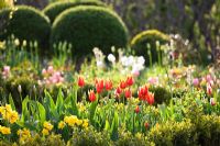 Tulipa 'Synaeda King', Tulipa 'Happy Generation', Narcisse et Allium en parterre de fleurs bordées de haies et de boules taillées - Slottsträdgården, Malmö, Suède