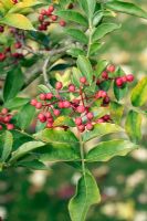 Zanthoxylum americanum - Mal de dents