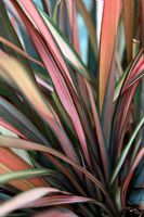 Phormium 'Panthère Rose'