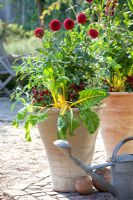 Dahlias, Capsicum annum et Beta vulgaris 'Bright Lights' en pots
