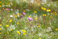 Cosmos et Chrysanthemum segetum