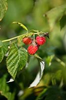 Rubus 'Joan J' fin septembre
